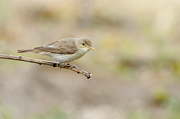 Olivaceous Warbler (Hippolais pallida) perched on twig, Bulgaria