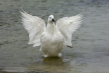 Male kelp goose (chloephaga hybrida) spreading wings, new island, falkland islands.