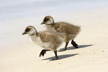 Upland goose (chloephaga picta) two chicks walking on sandy beach, new island, falkland islands.