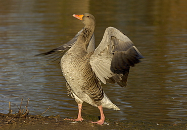 Greylag goose. Anser anser. Stretching wings, uk