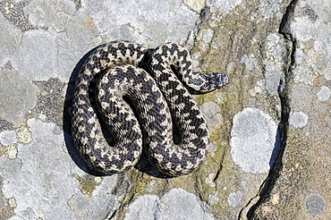 Adder (vipera berus) culed up on rock, view from above, peak district, uk