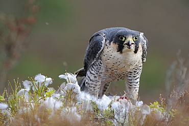 Peregrine falcon (falco peregrinus) feeding on pigeon, scotland, captive