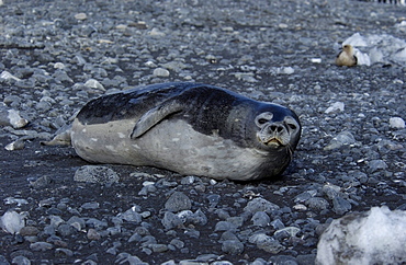 Weddell seal (leptonychotes weddellii) ross,antarctica