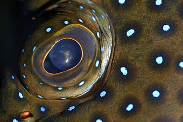 Blue spotted grouper (cephalopholis argus