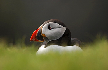 Puffin, fratercula arctica. Close-up. Shetland, uk