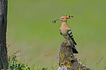 European Hoopoe (Upupa epops) perched on tree stump with food in beak, Bulgaria