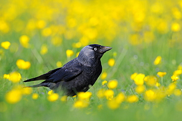 Jackdaw (corvus monedula) standing in field of buttercups, oxfordshire, uk  