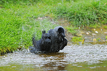 Jackdaw (corvus monedula) bathing, oxfordshire, uk  