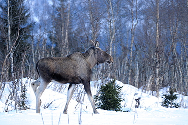 European moose (alces alces) standing at edge of forest in snow, norway  