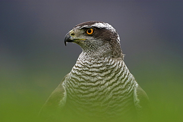 Northern goshawk, accipiter gentilis. Close-up of head and shoulders (captive). Scotland, uk