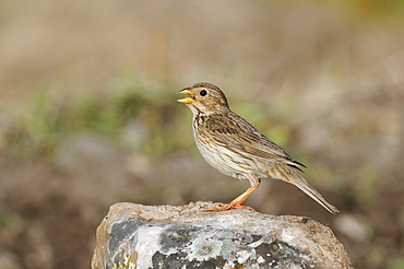 Corn Bunting (Miliaria calandra) standing on rock singing, Bulgaria