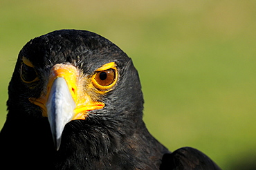 Verreauxs (black) eagle (aquila verreauxii) portrait, captive, south africa