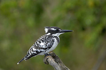 Pied kingfisher (ceryle rudis) shire river, malawi.