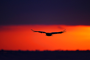 White-backed vulture (gyps africanus) silhouette, in flight at sunset, masai mara, kenya  