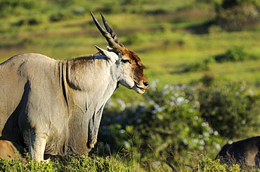 Eland (taurotragus oryx) bull, showing dewlap, eastern cape, south africa