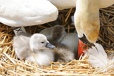 Mute swan (cygnus olor) adult turning eggs on nest, abbotsbury, uk