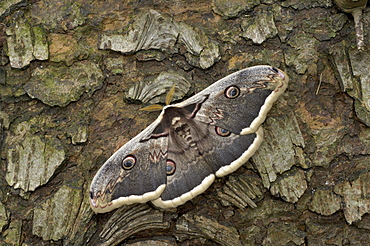 Giant emperor moth (saturnia pyri) europe.