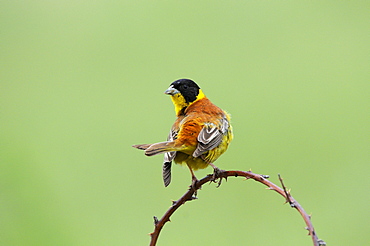 Black-headed Bunting (Emberiza melanocephala) male perched on branch, Bulgaria