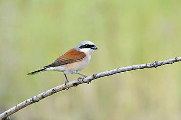 Red-backed Shrike (Lanius collurio) male perched on twig, Bulgaria