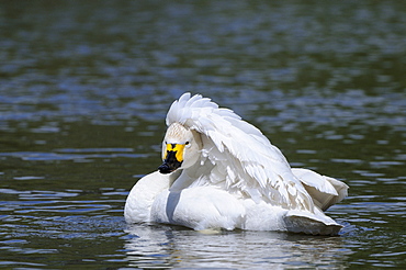 Bewick's swan (cygnus columbianus) on water, preening, slimbridge, uk  