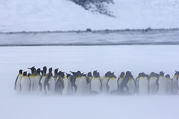 King penguins (aptenodytes patagonicus) right whale bay, south georgia, group huddled together in snow storm