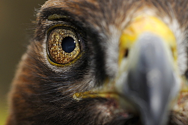 Golden eagle (aquila chrysaetos) close-up of face, scotland, captive