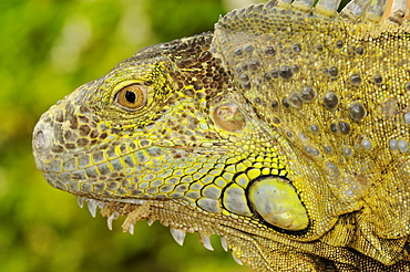 Green iguana (iguana iguana) close-up of head, captive, south africa