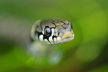 Grass snake (natrix natrix) close,up of head of young snake, oxfordshire, uk