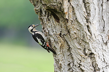 Syrian Woodpecker (Dendrocopos syriacus) perched on tree by entrance to nest, Bulgaria