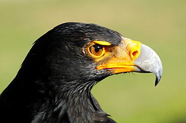 Verreauxs (black) eagle (aquila verreauxii) portrait, captive, south africa