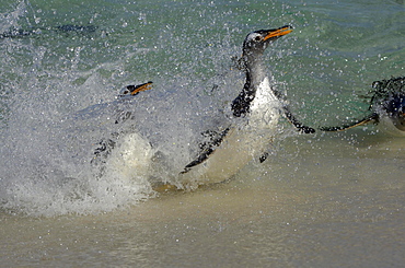 Gentoo penguin (pygoscelis papua) new island, falkland islands, coming ashore through the surf.