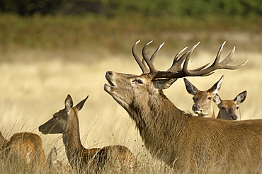 Deer (cervus elaphus) stag bellowing or bugling, together with hinds, uk