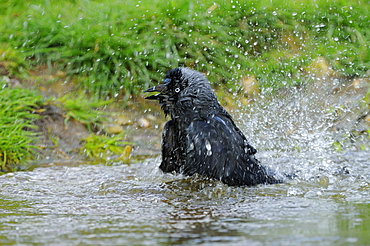 Jackdaw (corvus monedula) bathing, oxfordshire, uk  