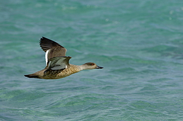 Patagonian crested duck (anas specularoides) in flight over water, new island, falkland islands.