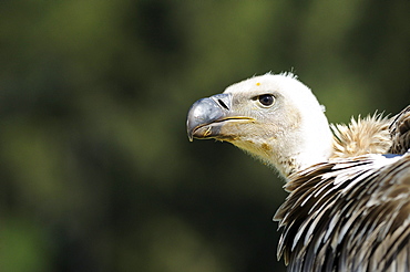 Cape vulture (gyps coprotheres) portrait, captive, south africa