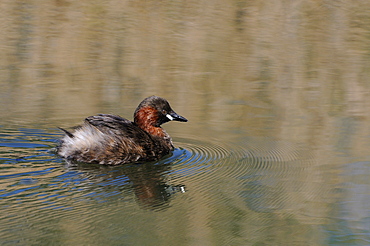 Little grebe (tachybaptus ruficollis) swimming, oxfordshire, uk  