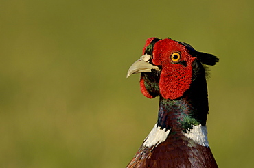 Pheasant (phasianus colchicus) close, up of head, oxfordshire, uk