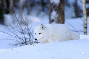 Arctic fox (alopex lagopus) walking in snow, norway captive  