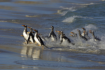 Gentoo penguins (pygoscelis papua) new island, falkland islands, group coming ahsore through the surf.