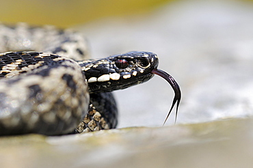 Adder (vipera berus) male, close-up of head, tongue extended, peak district, uk