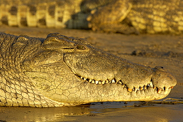 Nile crocodile (crocodylus niloticus) shire river, malawi, close-up of head.