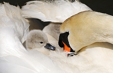 Mute swan (cygnus olor) cygnet on mothers back, abbotsbury, uk