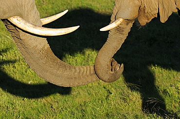 African elephant (loxodonta africana) two holding each others trunk, eastern cape, south africa