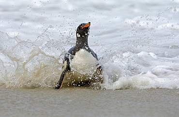 Gentoo penguin (pygoscelis papua) new island, falkland islands, swimming through the surf, onto the beach.