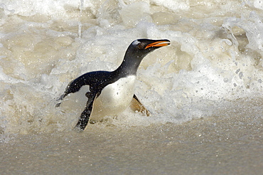 Gentoo penguin (pygoscelis papua) new island, falkland islands, amongst the surf.