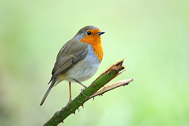 Robin (erithacus rubecula) perched on plant stem, oxfordshire, uk  