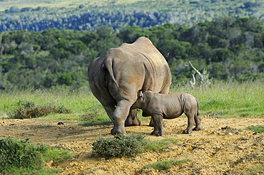 White rhinoceros (ceratotherium simum) calf mother and suckling calf, eastern cape, south africa