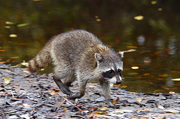 Racoon. Running. Florida, usa