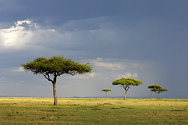 View over the masai mara, kenya  