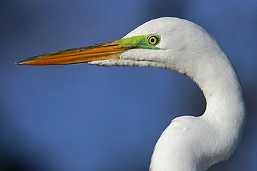 Great egret. Ardea alba. Close-up, showing breeding colours on face. Florida, usa